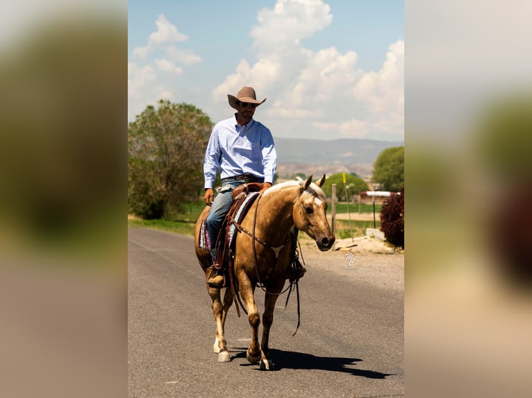 American Quarter Horse Castrone 9 Anni 152 cm Palomino in Caldwell ID