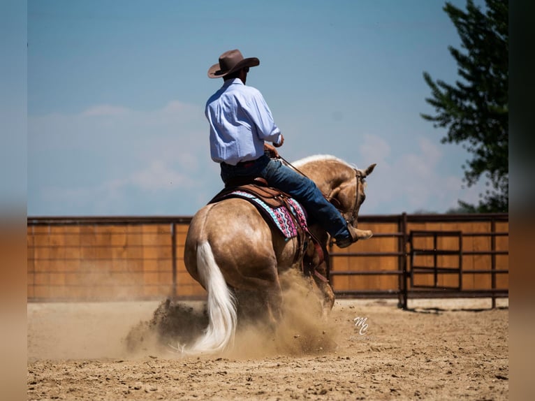 American Quarter Horse Castrone 9 Anni 152 cm Palomino in Caldwell ID