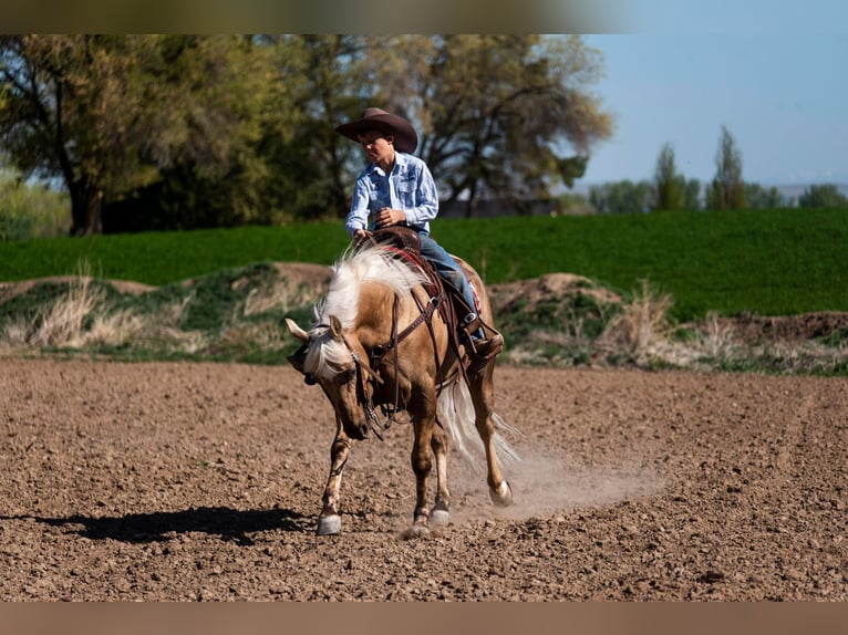 American Quarter Horse Castrone 9 Anni 152 cm Palomino in Caldwell ID