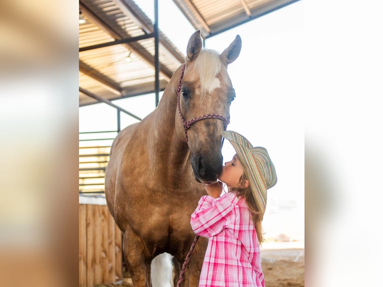 American Quarter Horse Castrone 9 Anni 152 cm Palomino in Caldwell ID