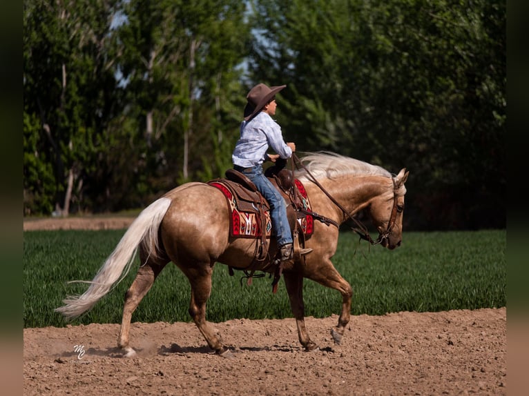 American Quarter Horse Castrone 9 Anni 152 cm Palomino in Caldwell ID