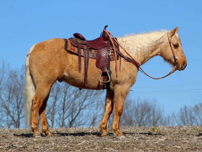American Quarter Horse Castrone 9 Anni 152 cm Palomino in Cooksburg