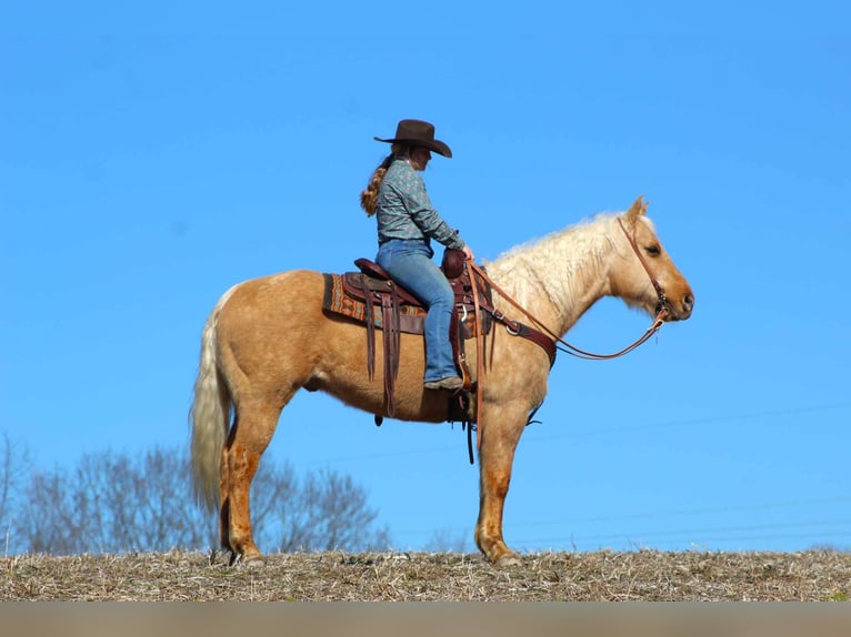 American Quarter Horse Castrone 9 Anni 152 cm Palomino in Cooksburg