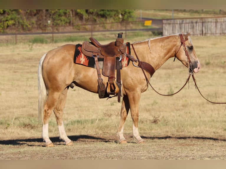 American Quarter Horse Castrone 9 Anni 152 cm Palomino in Cleburne TX