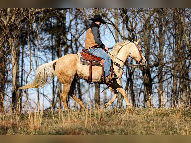 American Quarter Horse Castrone 9 Anni 152 cm Palomino in Santa Fe TN