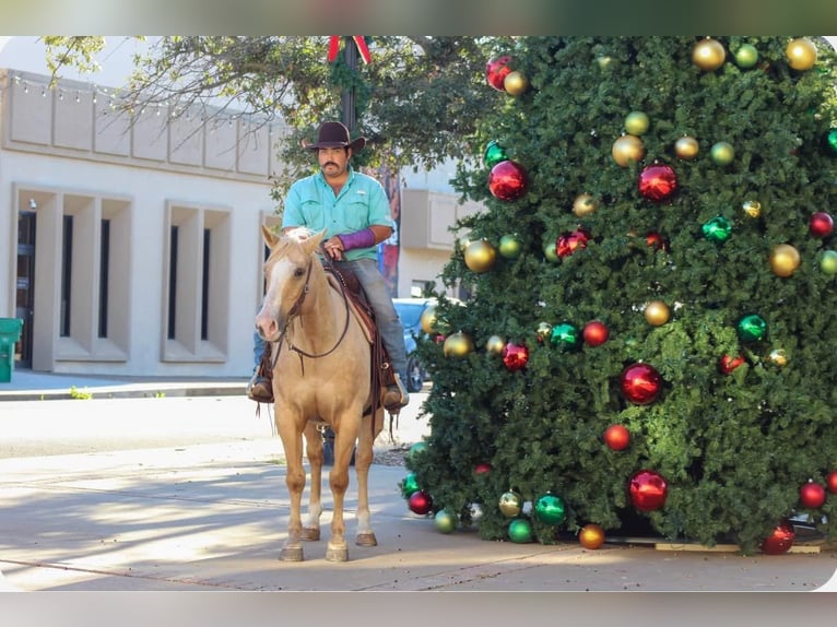 American Quarter Horse Castrone 9 Anni 152 cm Palomino in Stephenville TX