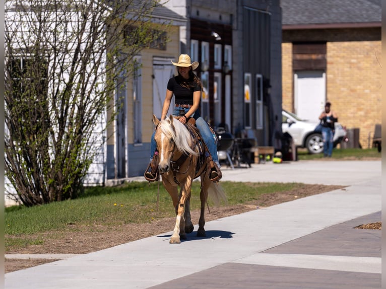 American Quarter Horse Castrone 9 Anni 152 cm Palomino in Nevis