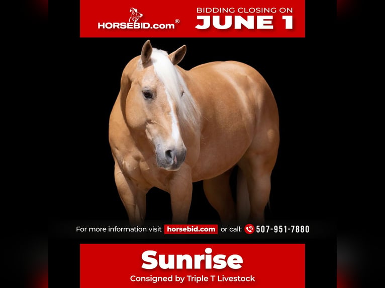 American Quarter Horse Castrone 9 Anni 152 cm Palomino in Nevis