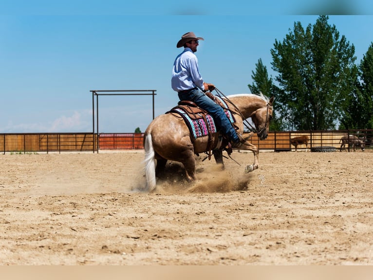 American Quarter Horse Castrone 9 Anni 152 cm Palomino in Caldwell ID