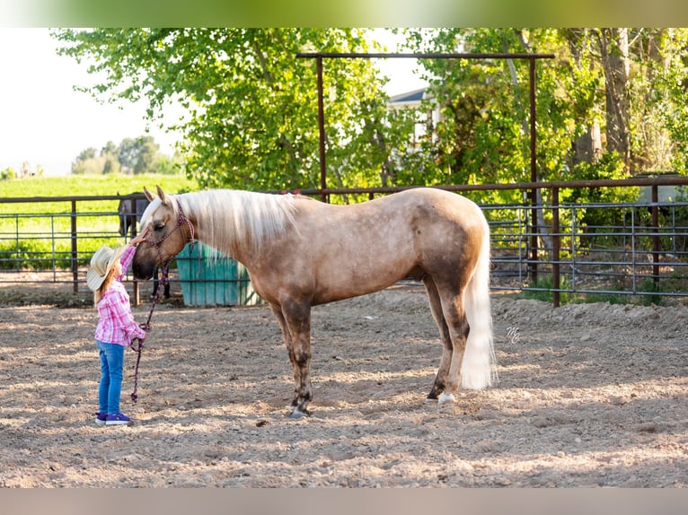 American Quarter Horse Castrone 9 Anni 152 cm Palomino in Caldwell ID