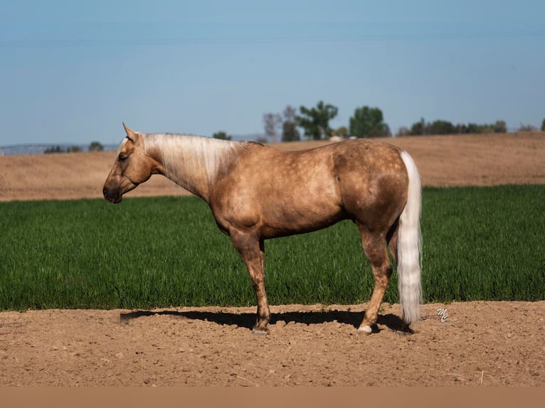 American Quarter Horse Castrone 9 Anni 152 cm Palomino in Caldwell ID