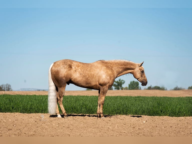 American Quarter Horse Castrone 9 Anni 152 cm Palomino in Caldwell ID