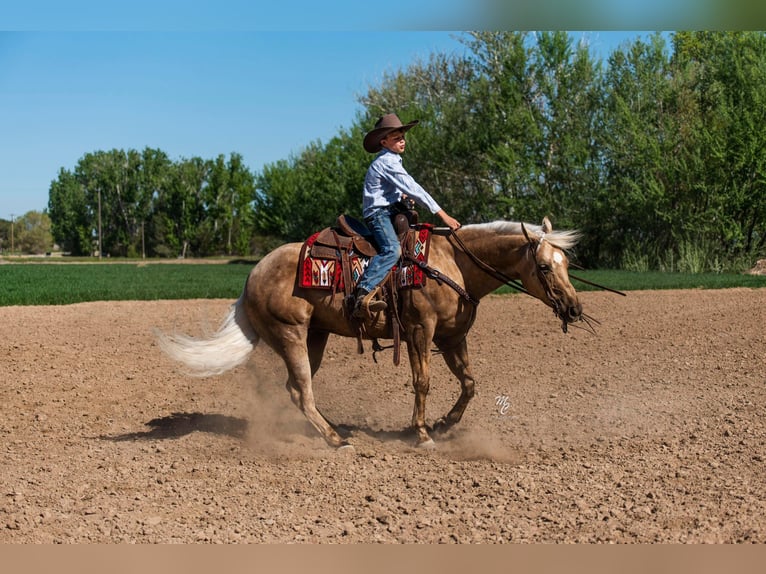 American Quarter Horse Castrone 9 Anni 152 cm Palomino in Caldwell ID