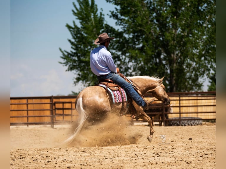 American Quarter Horse Castrone 9 Anni 152 cm Palomino in Caldwell ID