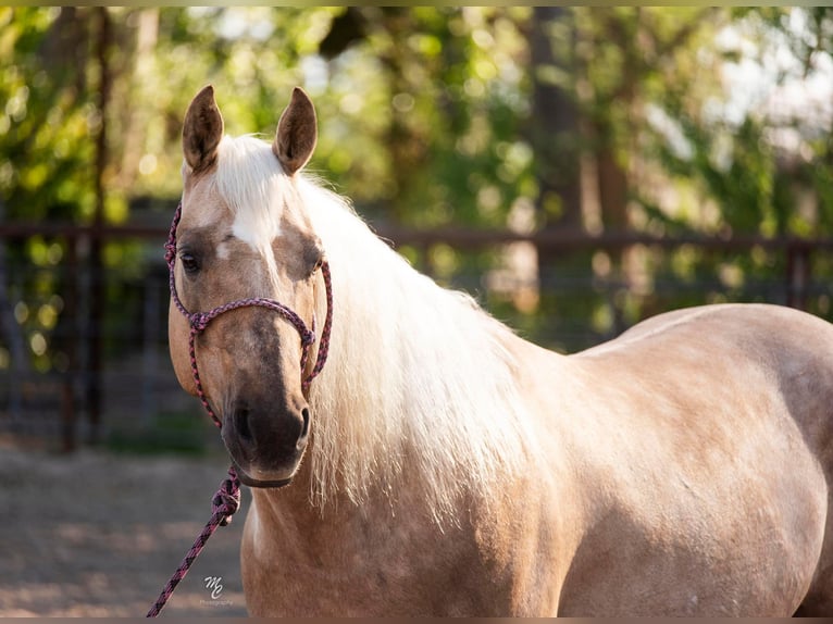 American Quarter Horse Castrone 9 Anni 152 cm Palomino in Caldwell ID