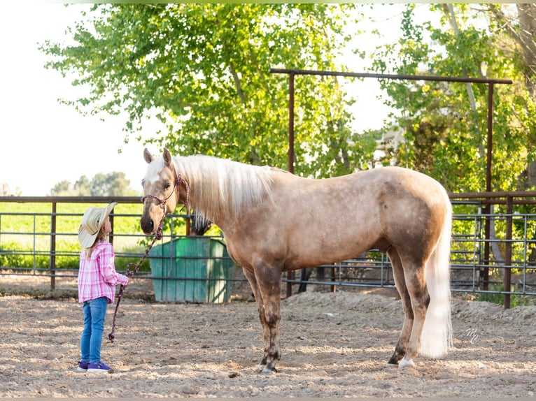 American Quarter Horse Castrone 9 Anni 152 cm Palomino in Caldwell ID