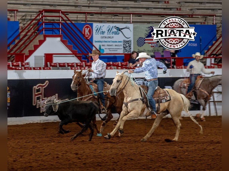 American Quarter Horse Castrone 9 Anni 152 cm Palomino in Cave Creek