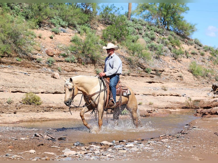 American Quarter Horse Castrone 9 Anni 152 cm Palomino in Cave Creek