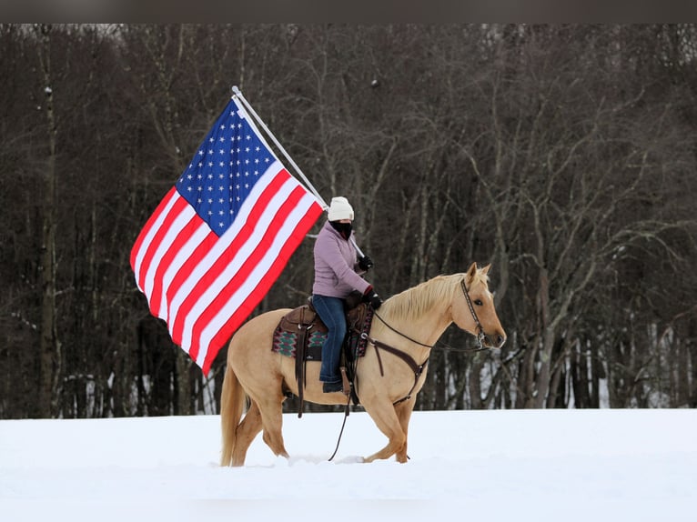 American Quarter Horse Castrone 9 Anni 152 cm Palomino in Clarion