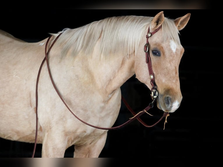 American Quarter Horse Castrone 9 Anni 152 cm Palomino in Clarion