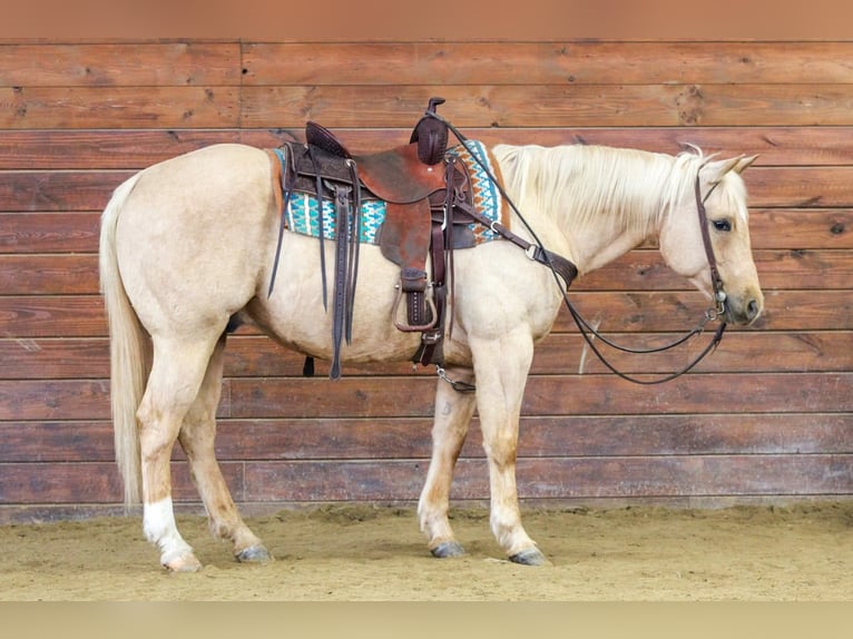 American Quarter Horse Castrone 9 Anni 152 cm Palomino in Clarion