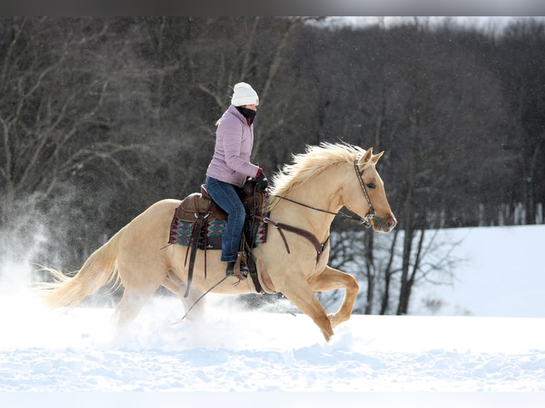 American Quarter Horse Castrone 9 Anni 152 cm Palomino in Clarion