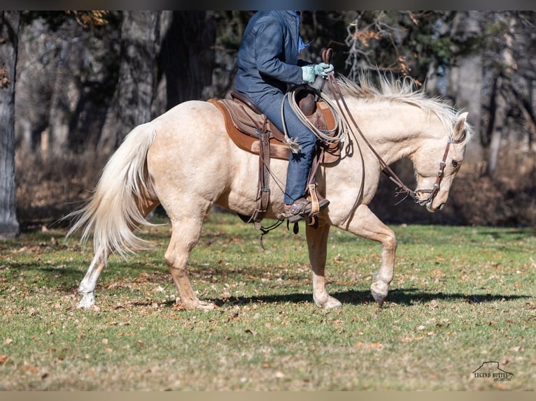 American Quarter Horse Castrone 9 Anni 152 cm Palomino in Crawford, NE