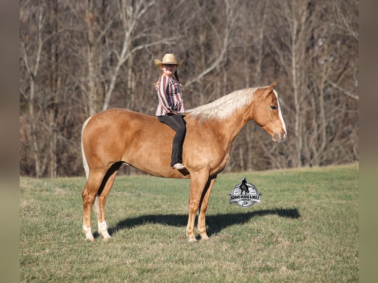 American Quarter Horse Castrone 9 Anni 152 cm Palomino in Mount Vernon
