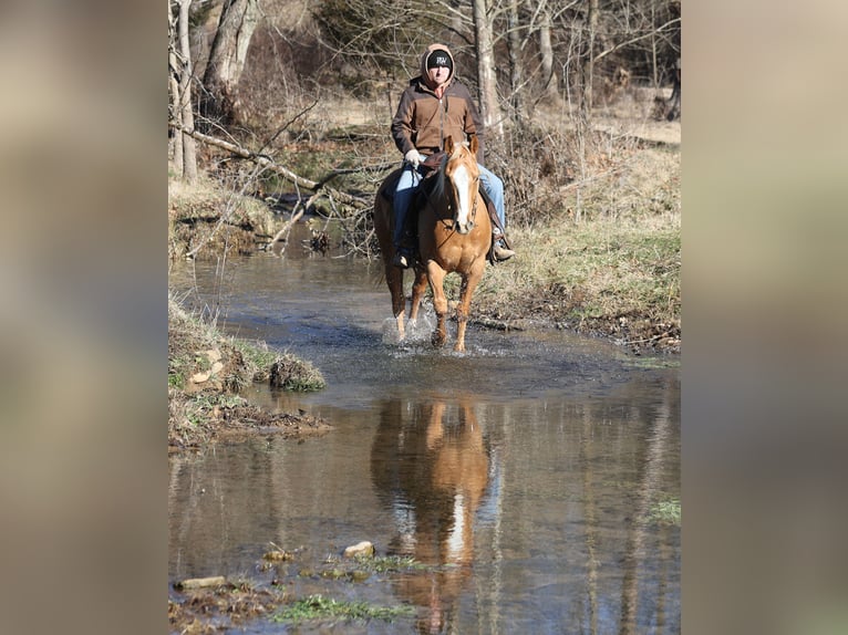 American Quarter Horse Castrone 9 Anni 152 cm Palomino in Mount Vernon