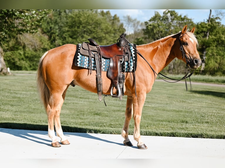 American Quarter Horse Castrone 9 Anni 152 cm Palomino in Dalton