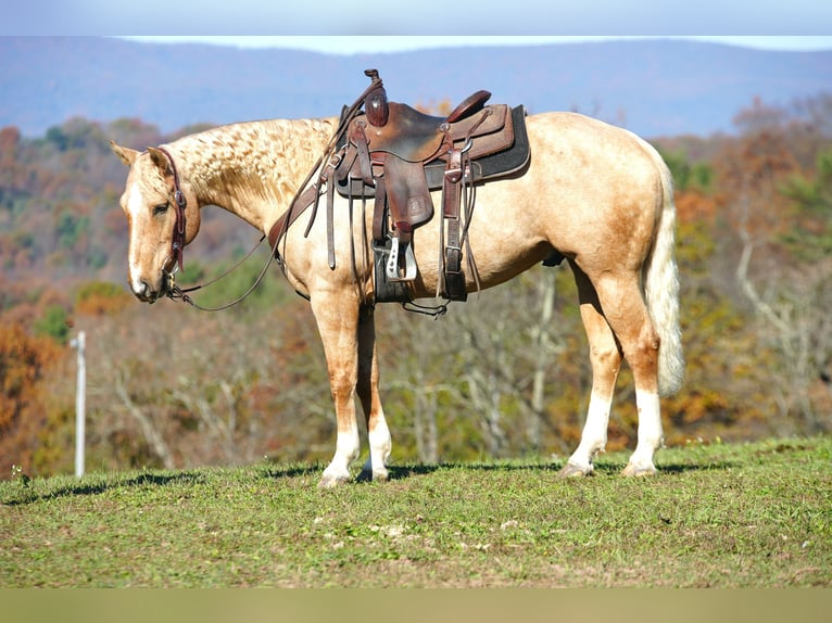 American Quarter Horse Castrone 9 Anni 152 cm Palomino in Needmore, PA
