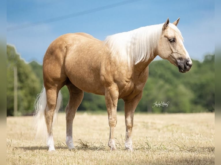 American Quarter Horse Castrone 9 Anni 152 cm Palomino in Madisonville, KY