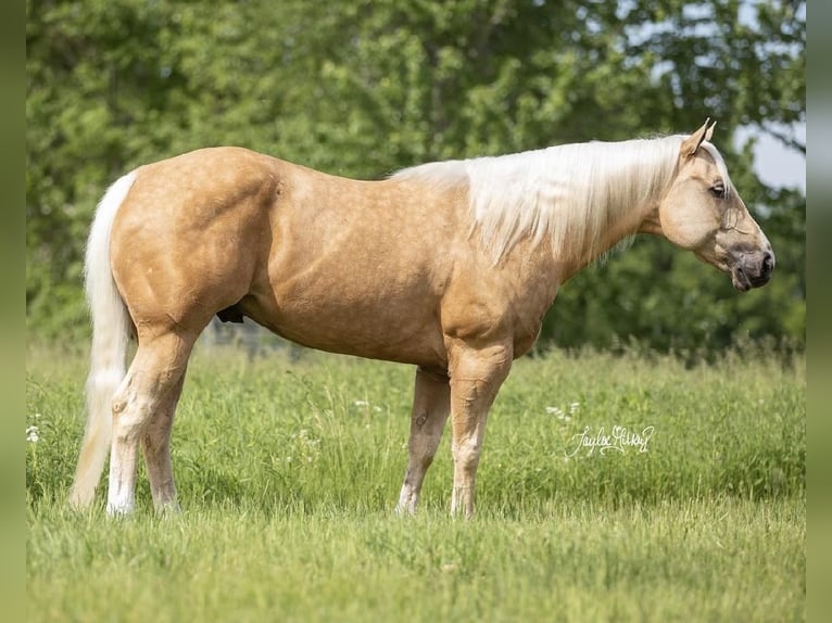 American Quarter Horse Castrone 9 Anni 152 cm Palomino in Madisonville, KY
