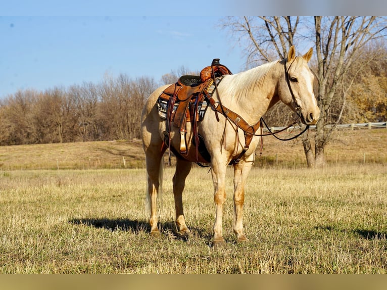 American Quarter Horse Castrone 9 Anni 152 cm Palomino in Valley Springs