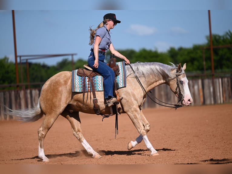 American Quarter Horse Castrone 9 Anni 152 cm Palomino in Waco