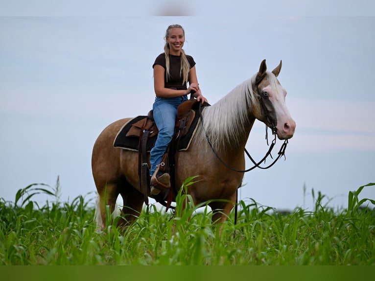 American Quarter Horse Castrone 9 Anni 152 cm Palomino in Waco