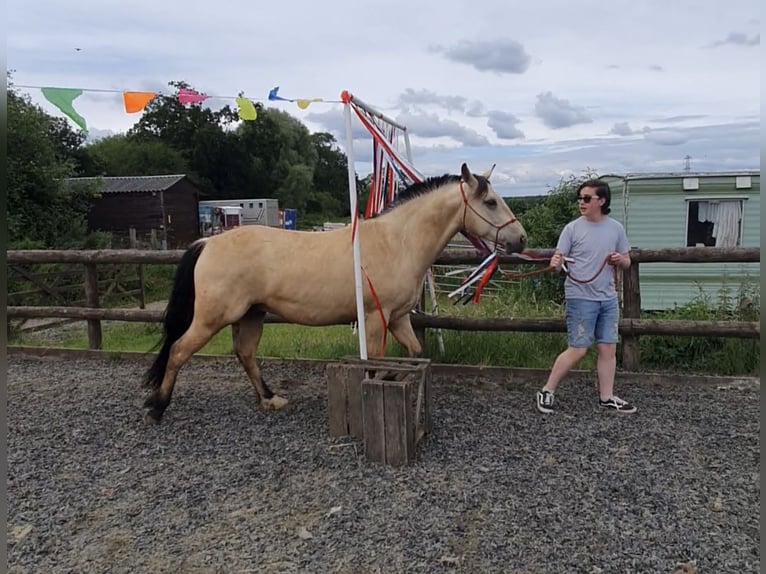 American Quarter Horse Castrone 9 Anni 152 cm Pelle di daino in Hook Hamoshire
