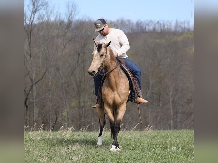 American Quarter Horse Castrone 9 Anni 152 cm Pelle di daino in Brodhead KY