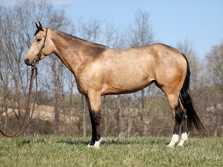 American Quarter Horse Castrone 9 Anni 152 cm Pelle di daino in Brodhead KY