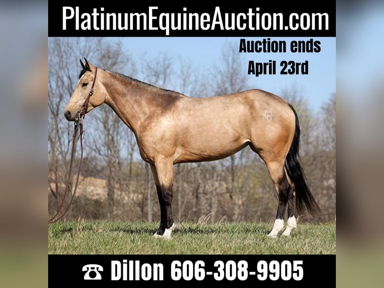 American Quarter Horse Castrone 9 Anni 152 cm Pelle di daino in Brodhead KY