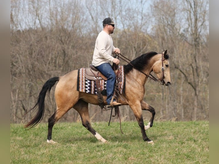 American Quarter Horse Castrone 9 Anni 152 cm Pelle di daino in Brodhead KY