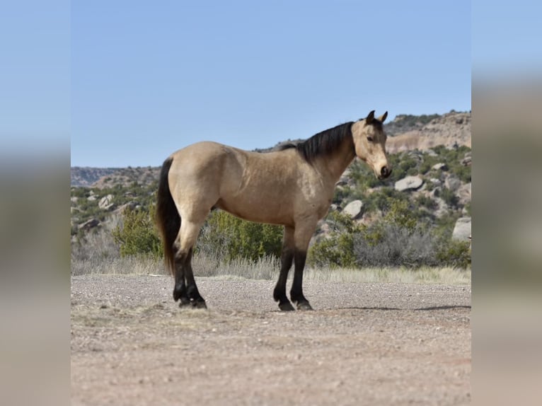 American Quarter Horse Castrone 9 Anni 152 cm Pelle di daino in Lisbon IA