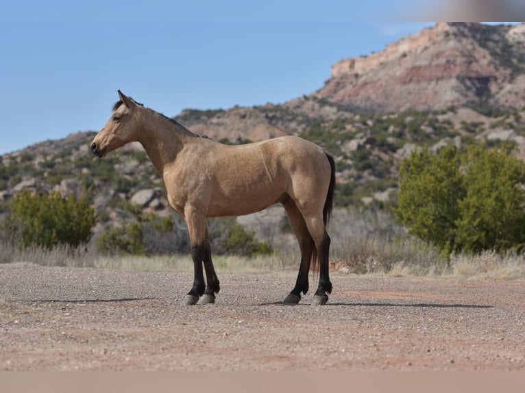 American Quarter Horse Castrone 9 Anni 152 cm Pelle di daino in Lisbon IA