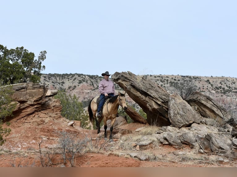 American Quarter Horse Castrone 9 Anni 152 cm Pelle di daino in Lisbon IA