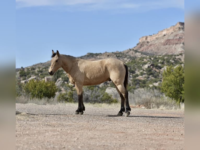 American Quarter Horse Castrone 9 Anni 152 cm Pelle di daino in Lisbon IA