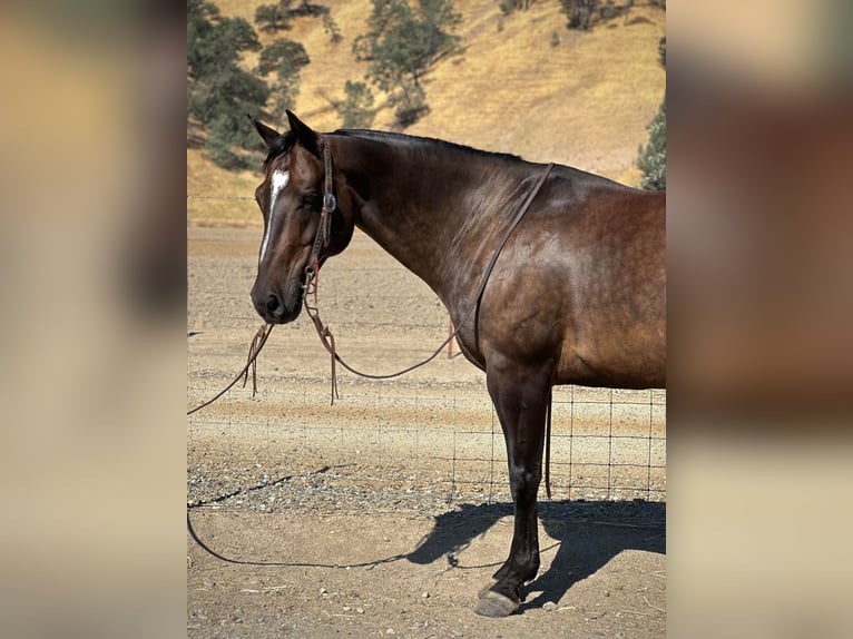 American Quarter Horse Castrone 9 Anni 152 cm Pelle di daino in Paicines, CA