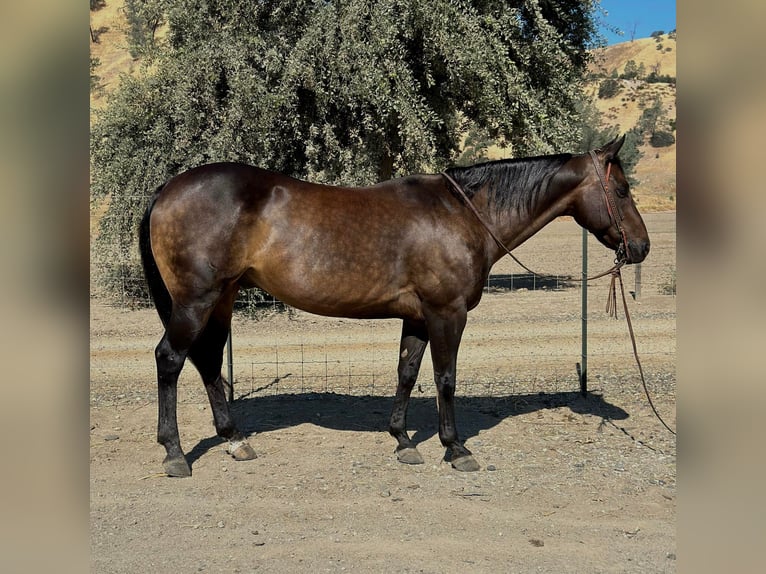 American Quarter Horse Castrone 9 Anni 152 cm Pelle di daino in Paicines, CA