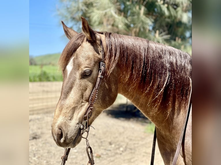 American Quarter Horse Castrone 9 Anni 152 cm Pelle di daino in Paicines CA