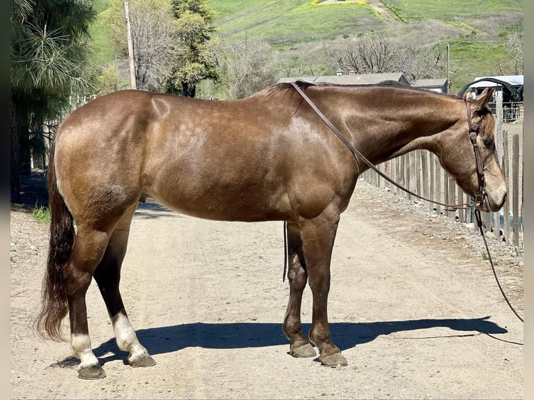 American Quarter Horse Castrone 9 Anni 152 cm Pelle di daino in Paicines CA