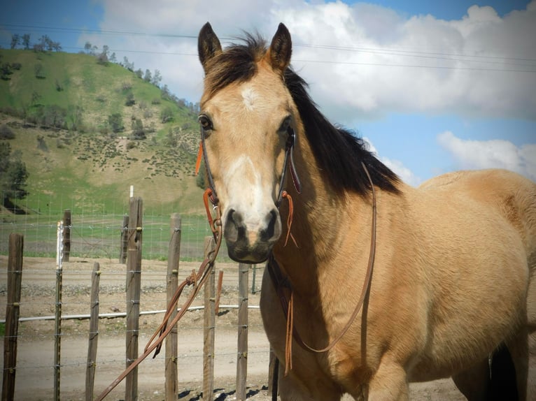 American Quarter Horse Castrone 9 Anni 152 cm Pelle di daino in Paicines CA